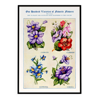 Poster about clematis, climbing geranium, clintonia and cup-and-saucer vine