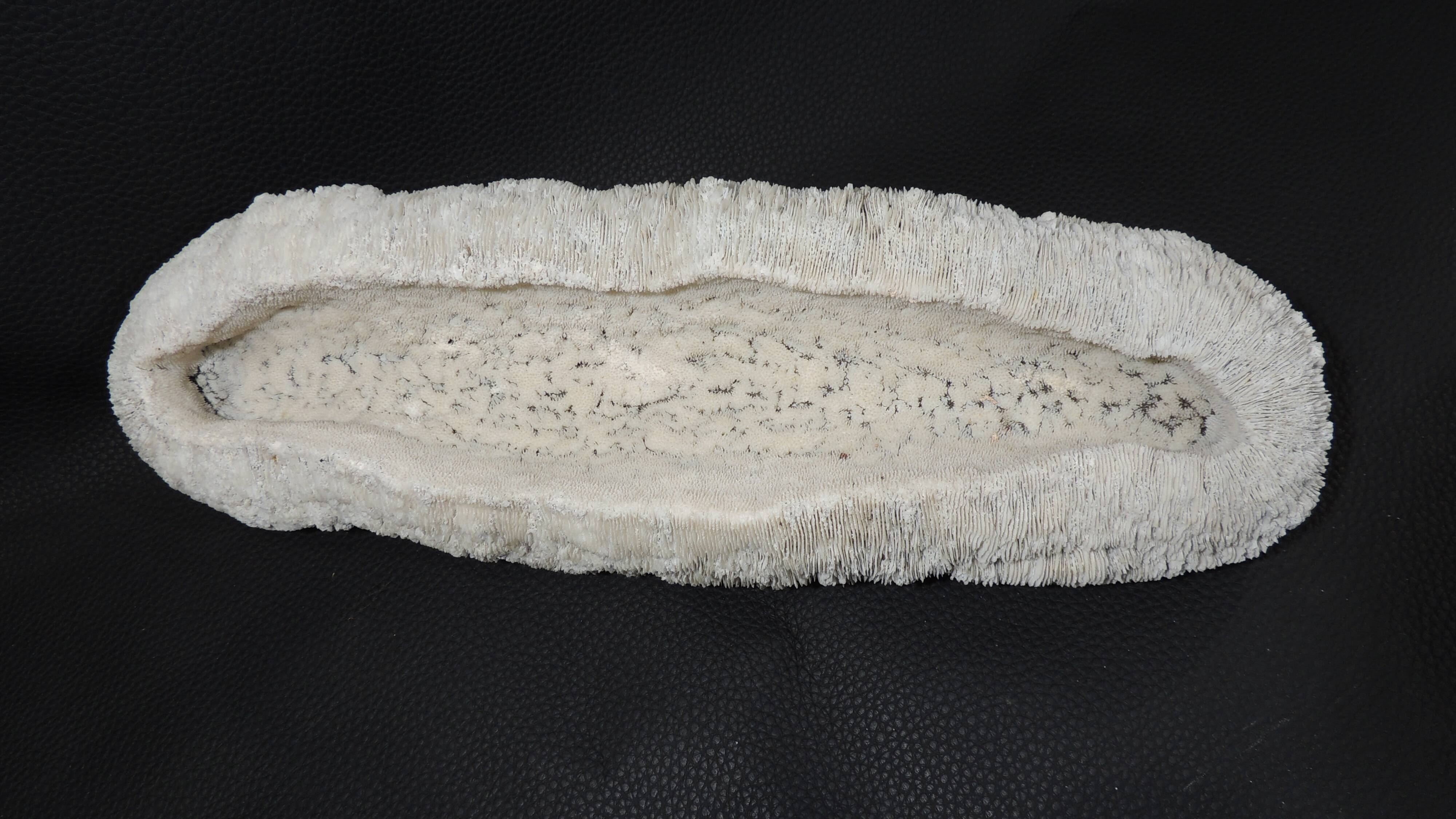 White coral cushion shark, vanuatu, papua new guinea