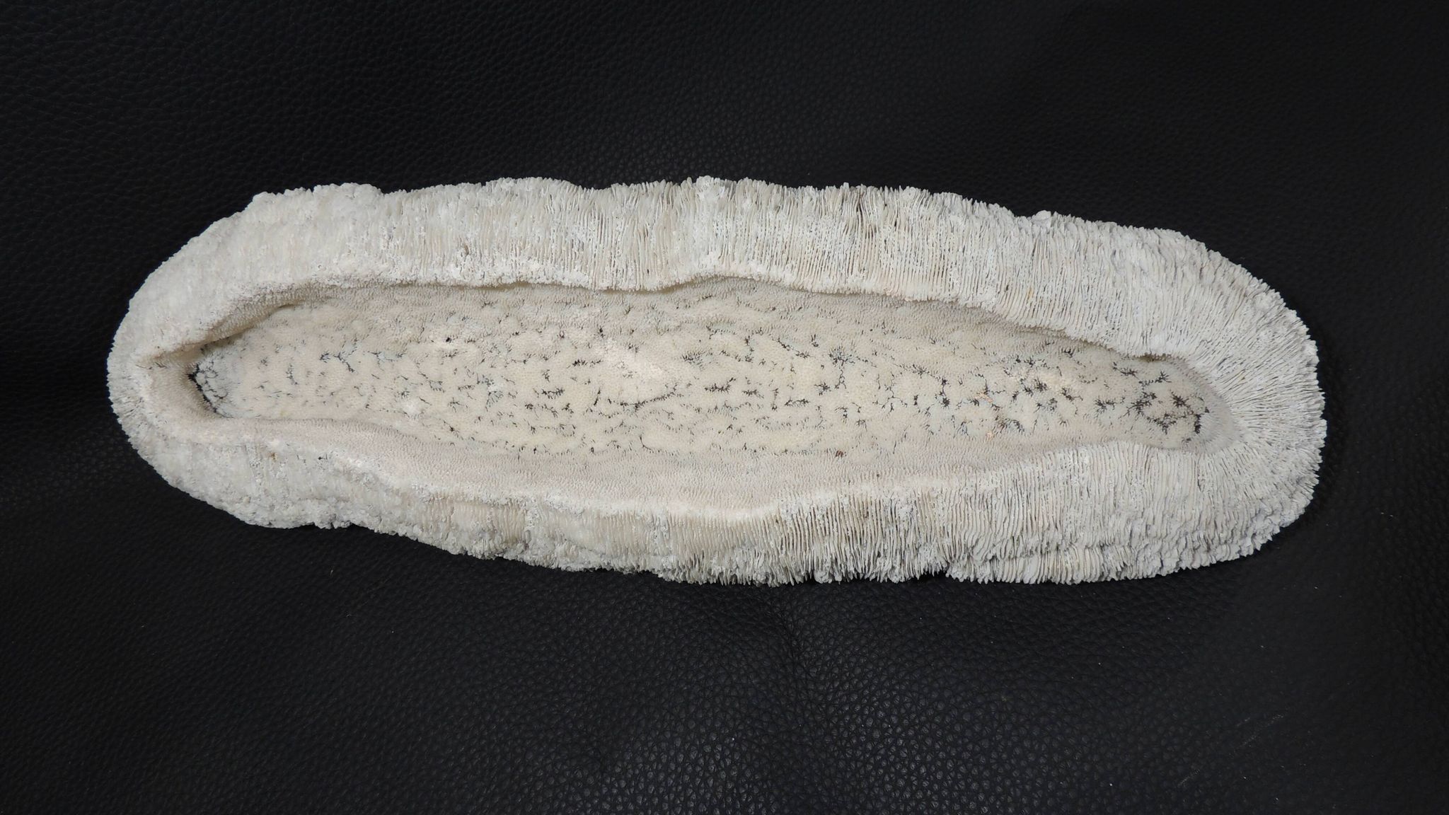 White coral cushion shark, vanuatu, papua new guinea