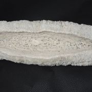 White coral cushion shark, vanuatu, papua new guinea