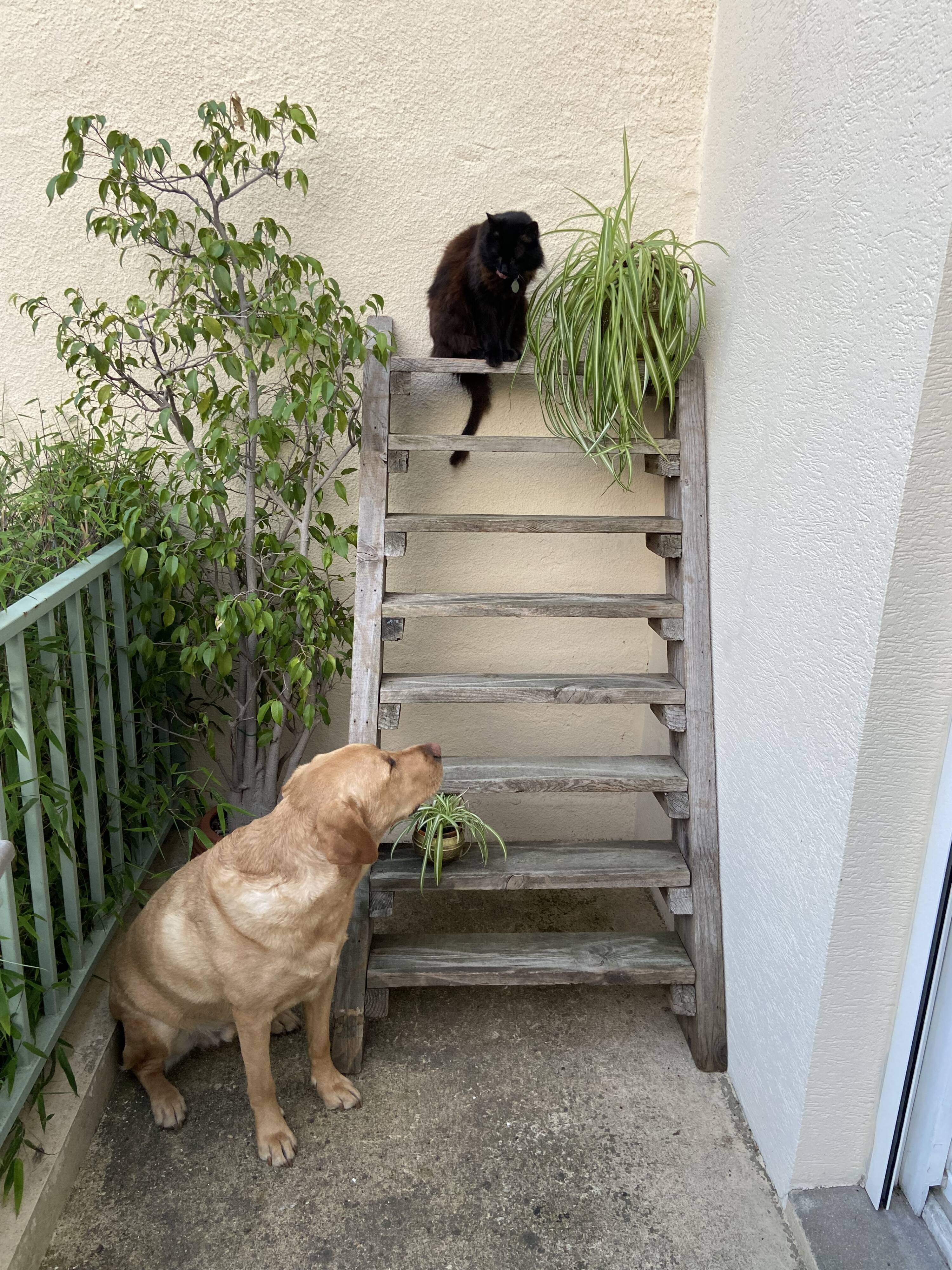 Workshop staircase in vintage raw wood
