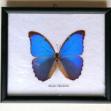 Butterfly taxidermy