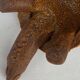 Accolay turtle, ceramic sculpture
