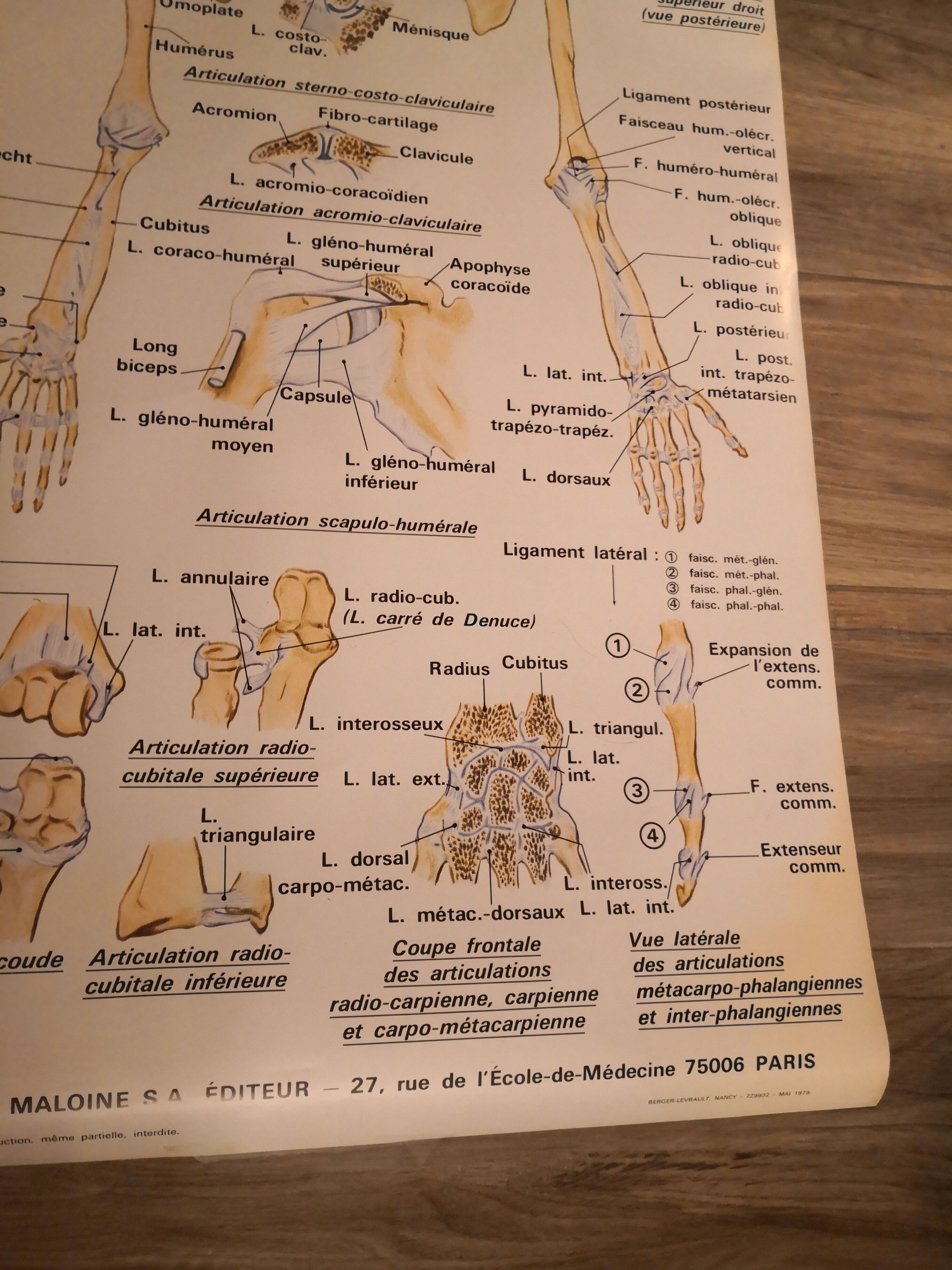 Anatomical poster 70's