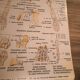 Anatomical poster 70's