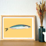 Still life - Mackerel