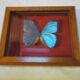Cadre papillon