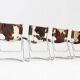 Vintage dining room chairs chrome and cowhide by Parravicini Fratelli