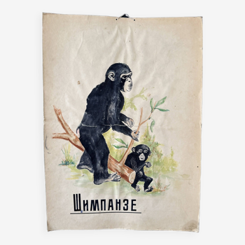 Chimpanzee Vintage Anatomy Poster Wall Board from 1960's