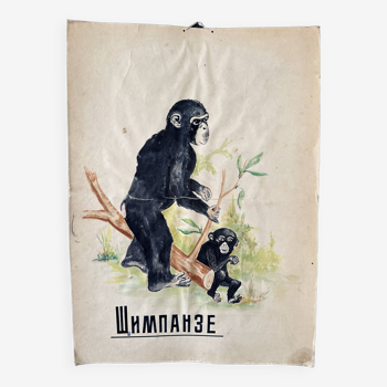 Poster d’anatomie vintage de chimpanzé des années 1960