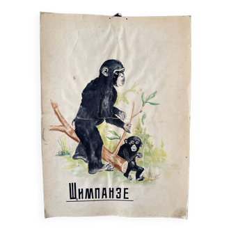 Chimpanzee Vintage Anatomy Poster Wall Board from 1960's