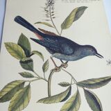Antique bird engraving - The Bird-Cat - Zoological plate by Seligmann & Catesby