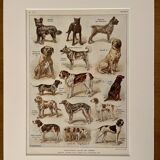 Lithograph on dogs - 1920
