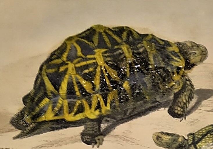 Original zoological plate of 1839 " geometric turtle"