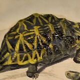 Original zoological plate of 1839 " geometric turtle"
