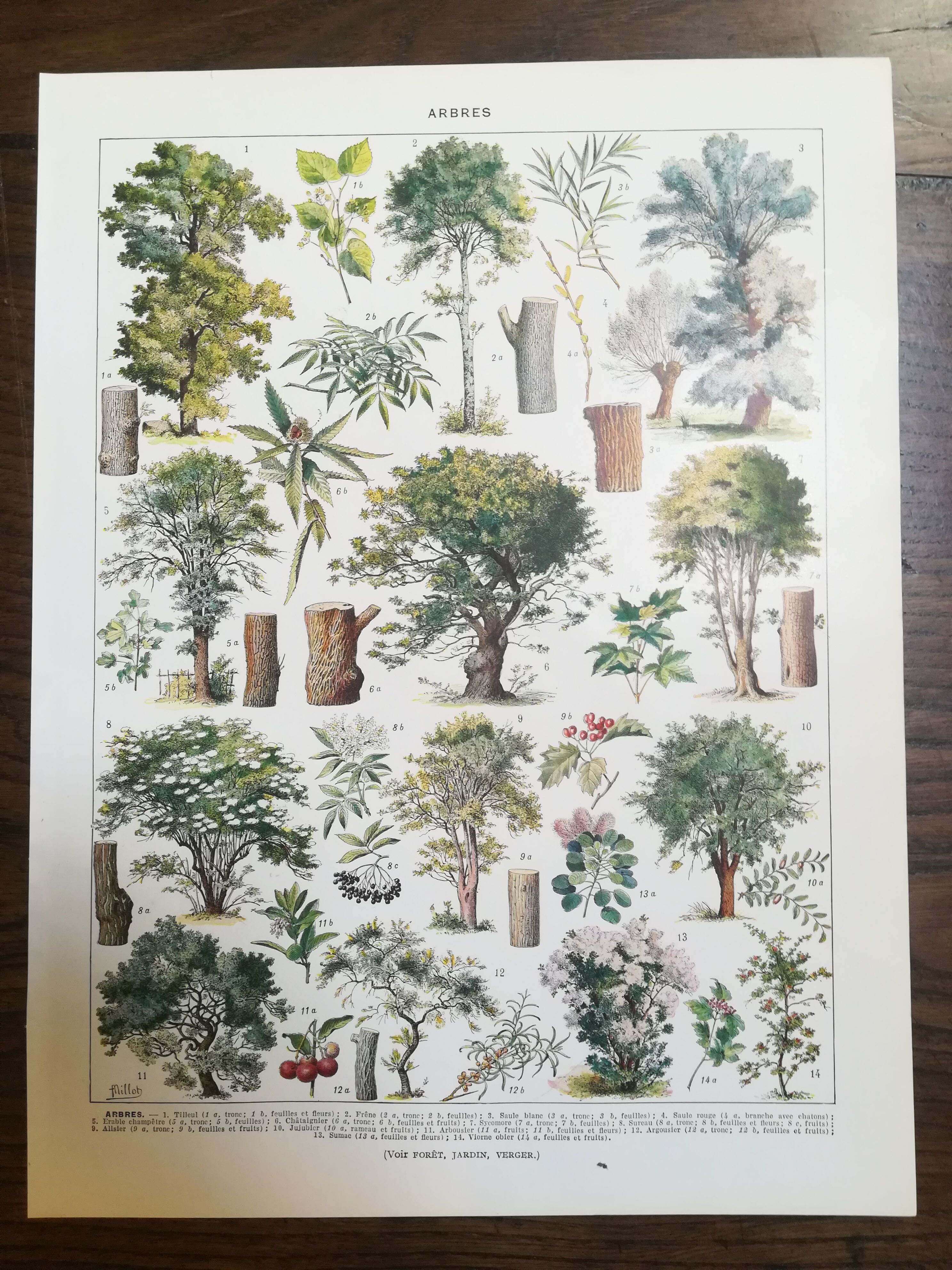 Lithograph on trees from 1928 "linden"