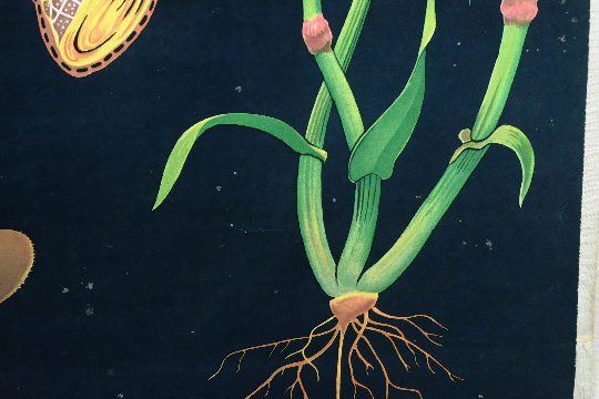 Vintage school chart rye botanical poster by Jung Koch Quentell for Hagemann 1960s