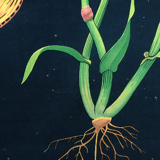 Vintage school chart rye botanical poster by Jung Koch Quentell for Hagemann 1960s