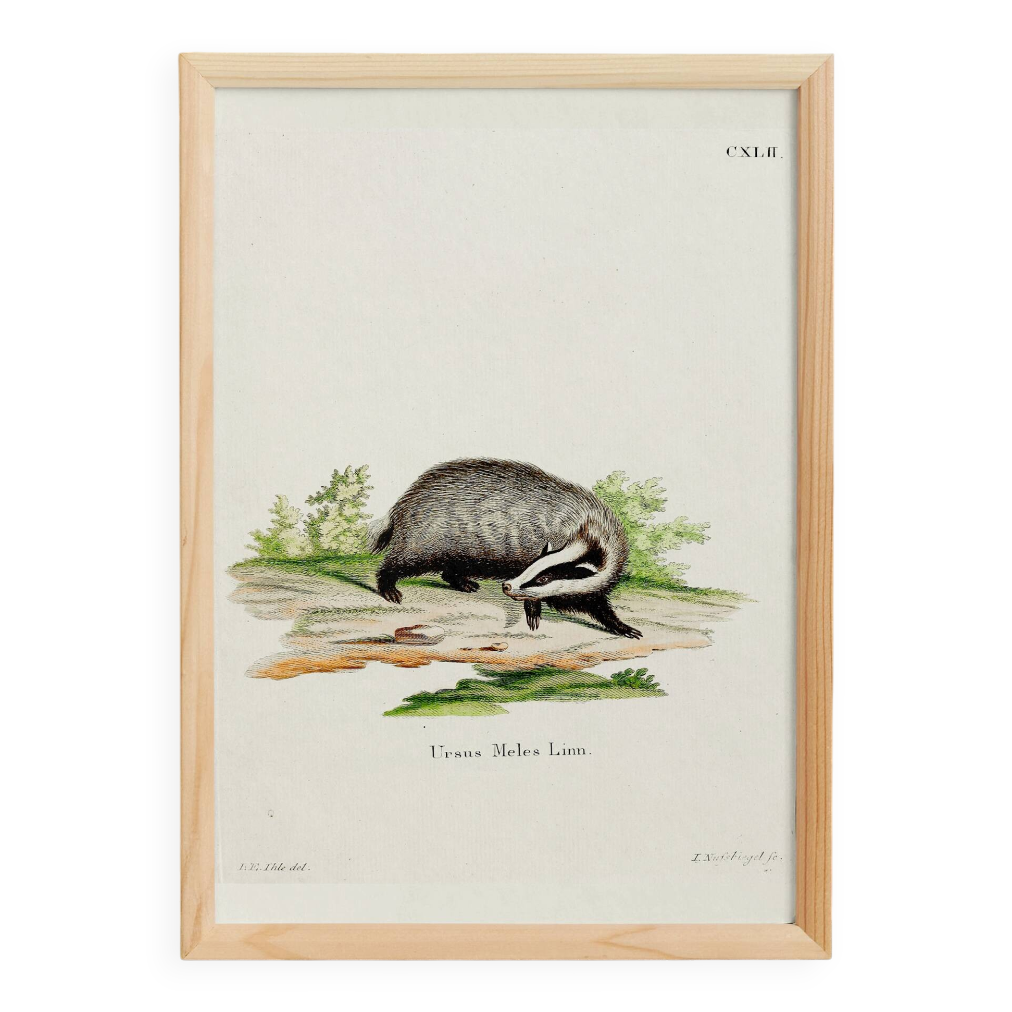 Poster of the Badger, based on an old engraving from 1774.