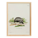 Poster of the Badger, based on an old engraving from 1774.
