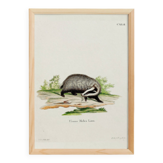 Poster of the Badger, based on an old engraving from 1774.