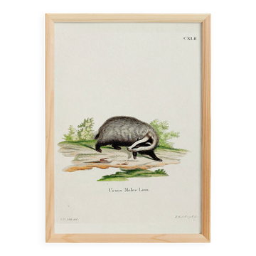 Poster of the Badger, based on an old engraving from 1774.