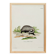 Poster of the Badger, based on an old engraving from 1774.