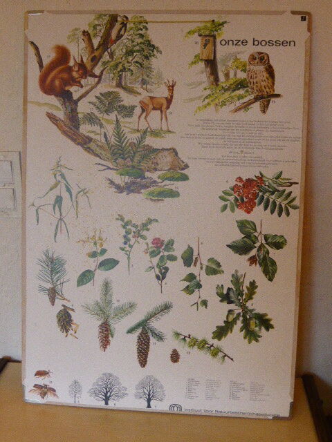 School and pedagogical poster, old cardboard, Herbier Eleven Bossen, vintage