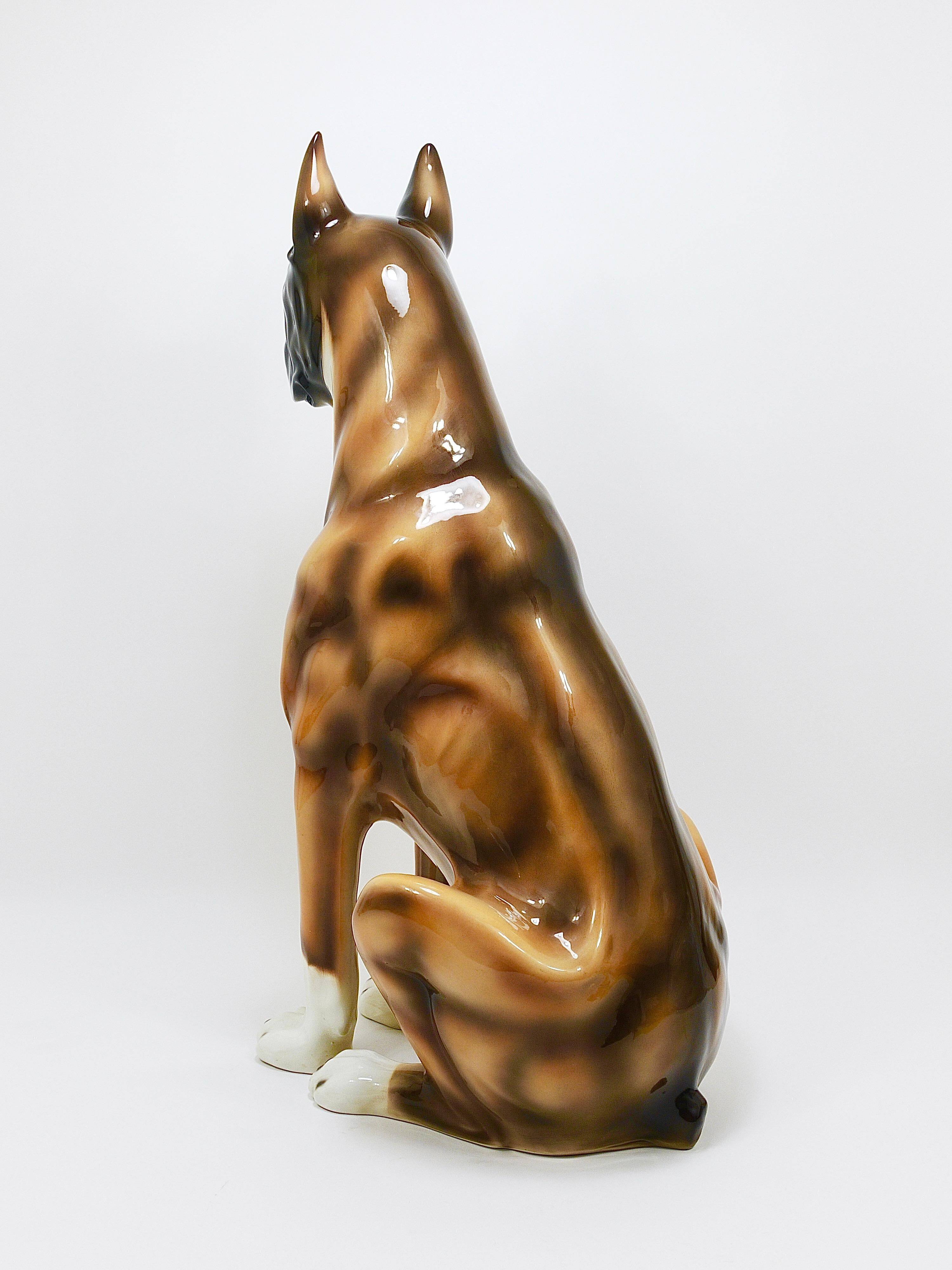 Life-size boxer dog statue in majolica, glazed ceramic, Italy, 1970s.
