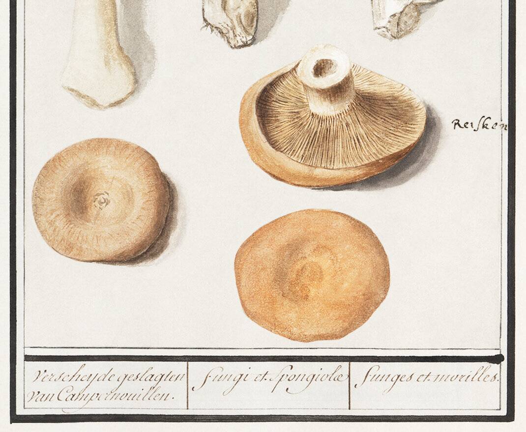 Small poster on mushrooms, based on an old engraving from 1610.