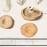 Small poster on mushrooms, based on an old engraving from 1610.