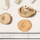 Petite affiche sur les champignons, d’après une gravure ancienne de 1610.
