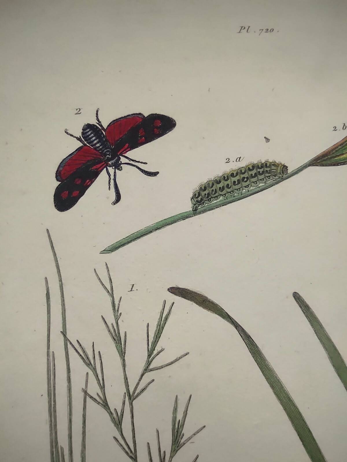 Old engraving from 1838 - Zygene butterfly and herbs - Original zoological and botanical plate