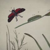 Old engraving from 1838 - Zygene butterfly and herbs - Original zoological and botanical plate