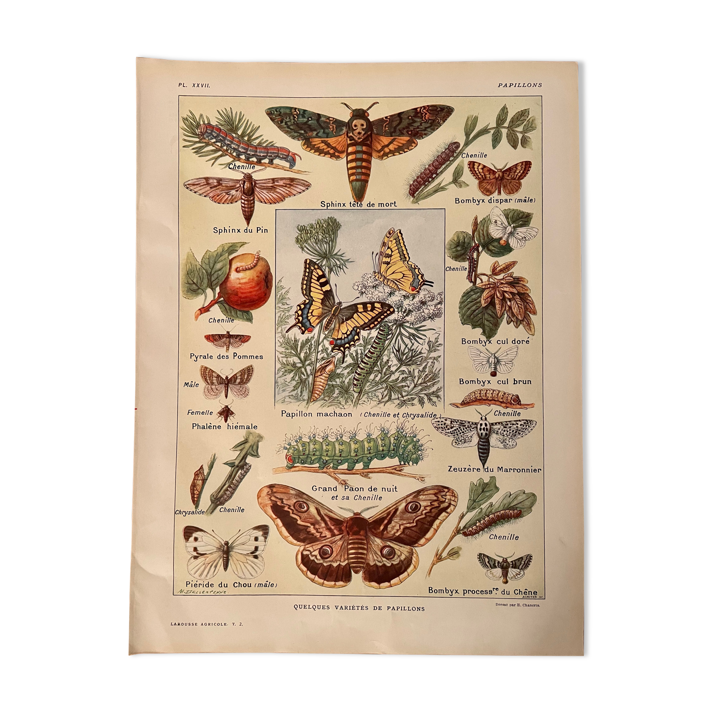 Lithographie sur les papillons de 1921