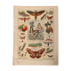 Lithographie sur les papillons de 1921