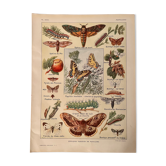 Lithographie sur les papillons de 1921