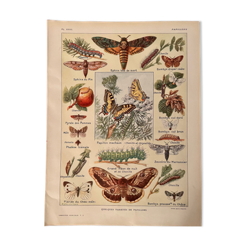 Lithographie sur les papillons de 1921