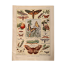 Lithograph on butterflies from 1921