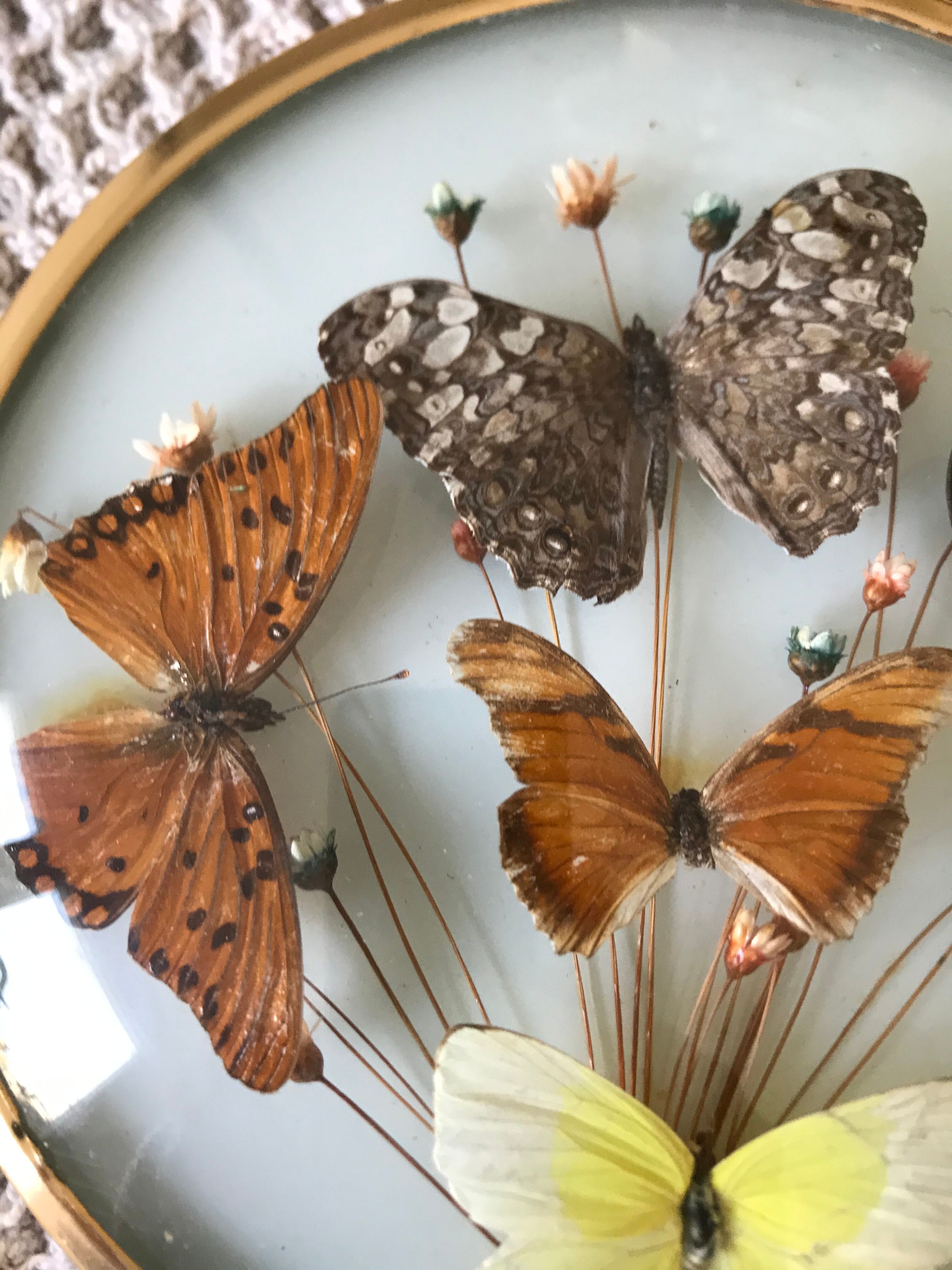 Vintage butterfly frame