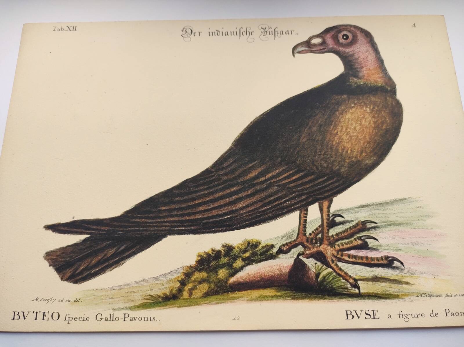 Old bird engraving - Hawk with peacock figure - Zoological plate by Seligmann & Catesby