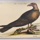 Old bird engraving - Hawk with peacock figure - Zoological plate by Seligmann & Catesby