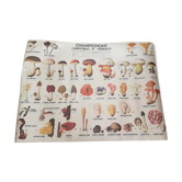 Poster Vintage mushrooms edible and Venereux. MDI 1975