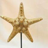 Beautiful old natural starfish on marble base shell curio cabinet