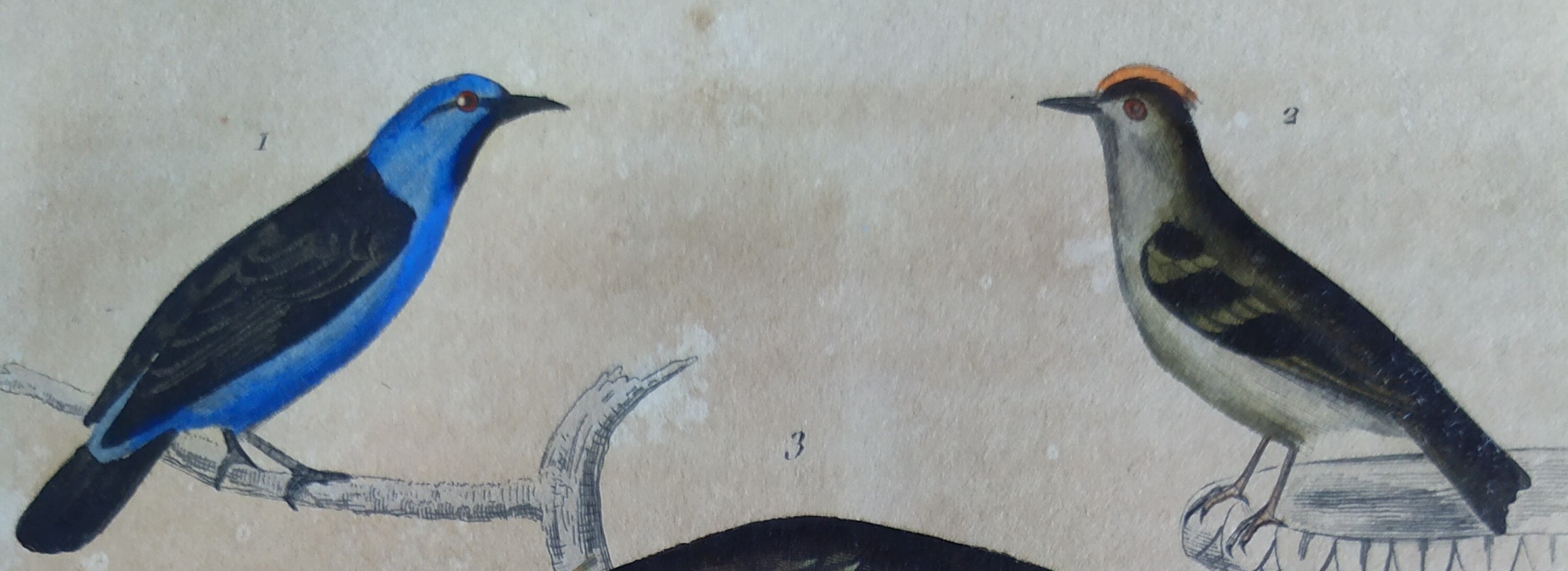 Planche Ornithologique originale " Pitpit bleu - Roitelet - Roitelet mésange - &c... " Buffon 1836