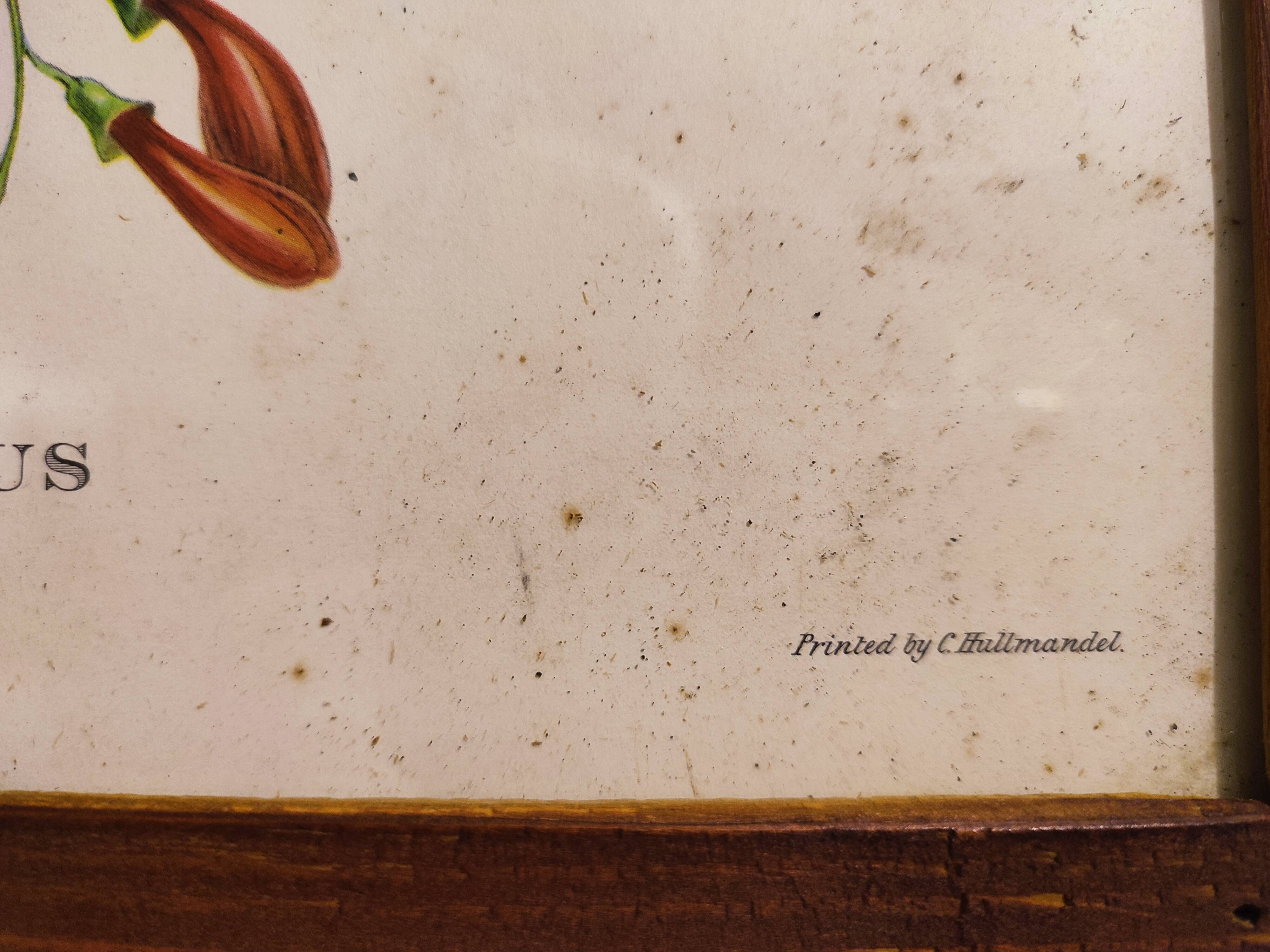 Gould lithograph enhanced hand Trogon ambiguus