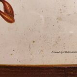 Gould lithograph enhanced hand Trogon ambiguus