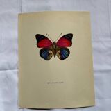 Antique butterfly engraving vintage botanical plate naturalist etching