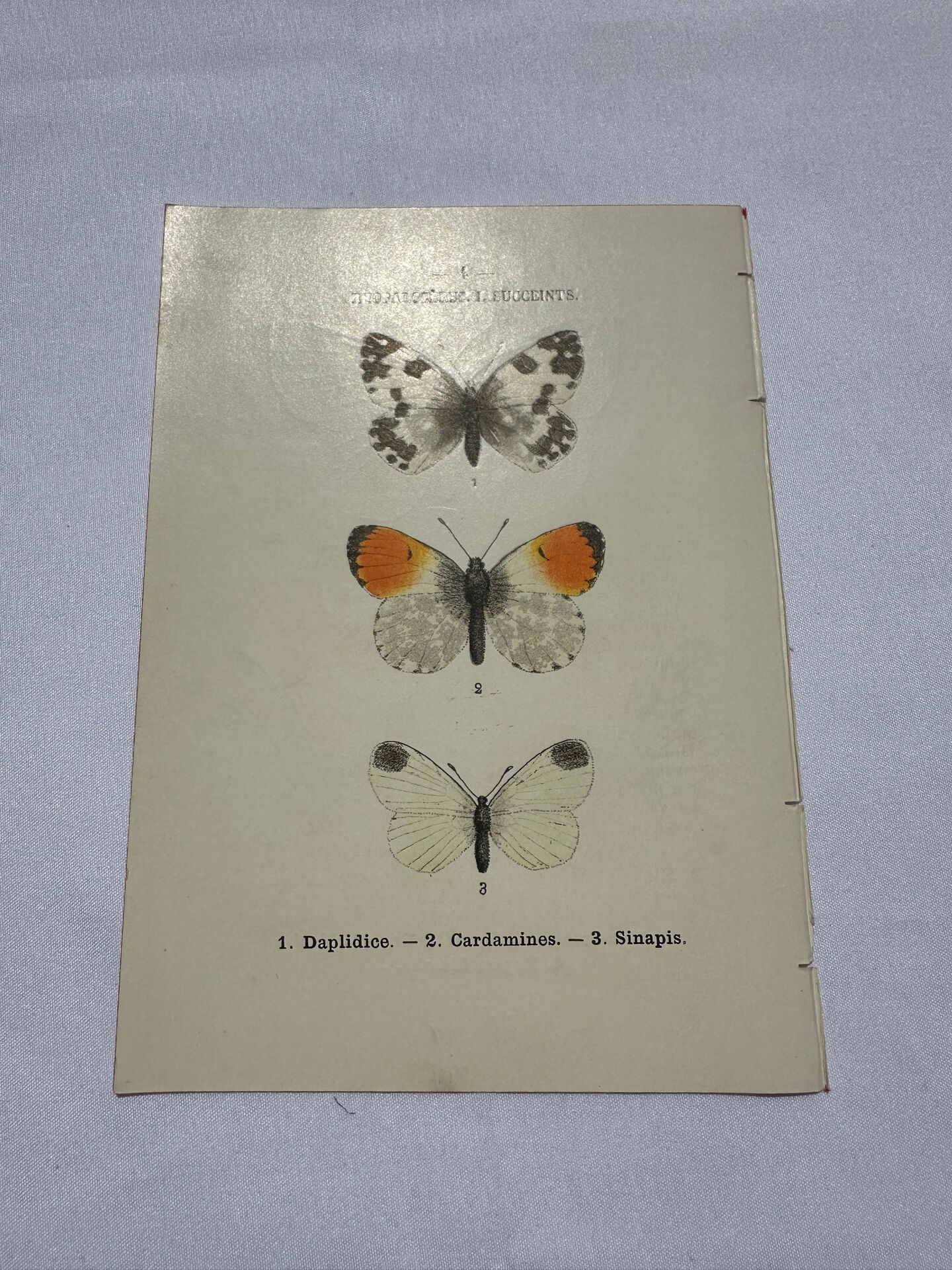 Butterfly engraving botanical plate naturalist science
