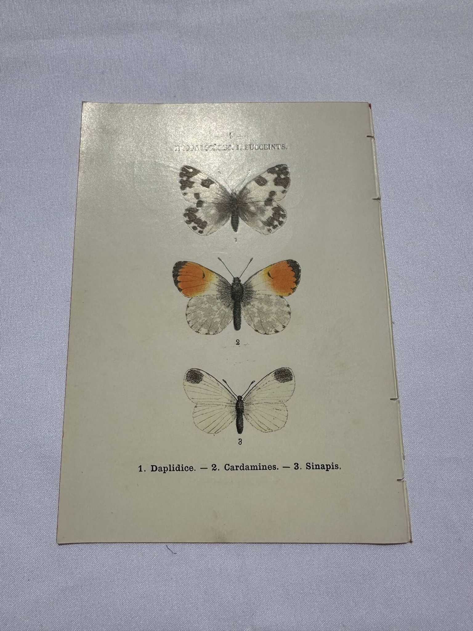Gravure papillon planche botanique naturaliste science
